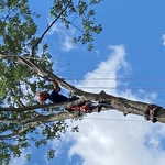 Tree removal