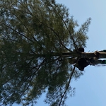 Tree removal