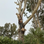 Maple Removal