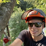 Maple Removal