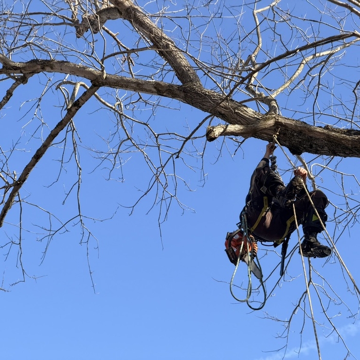 Maple Removal