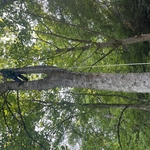 Tree work