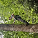 Tree work