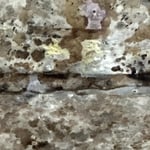 Mold Remediation