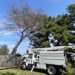 Pine in Pella