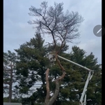 Pine in Pella