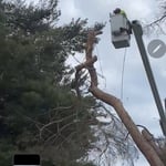 Pine in Pella