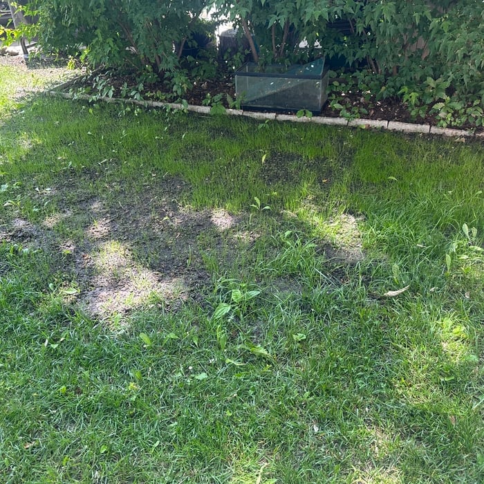 Grass seeding