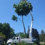 Tree Trimming