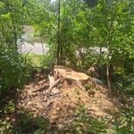 Tree Trimming