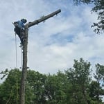 Tree Trimming