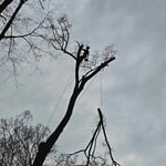 Tree Trimming