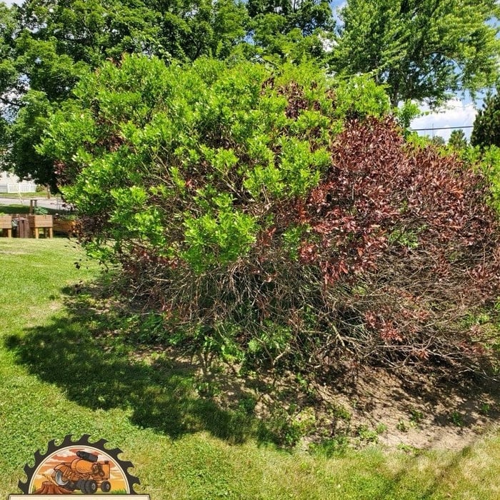 Bush Removal