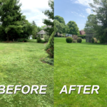 Lawn Transformation