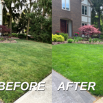 Lawn Transformation