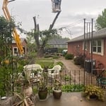 Tree removal