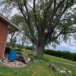 Tree removal