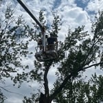 Tree removal