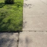 Overgrown yard