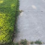 Overgrown yard