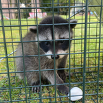 Title Racoon removal