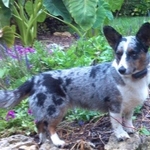 Chloe our mascot and training assistant