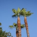 Tree Trimming
