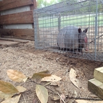 Armadillo Trapping
