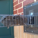 Squirrel Removal