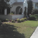 Zoysia Lawn in Baldwin Park before we took over control.