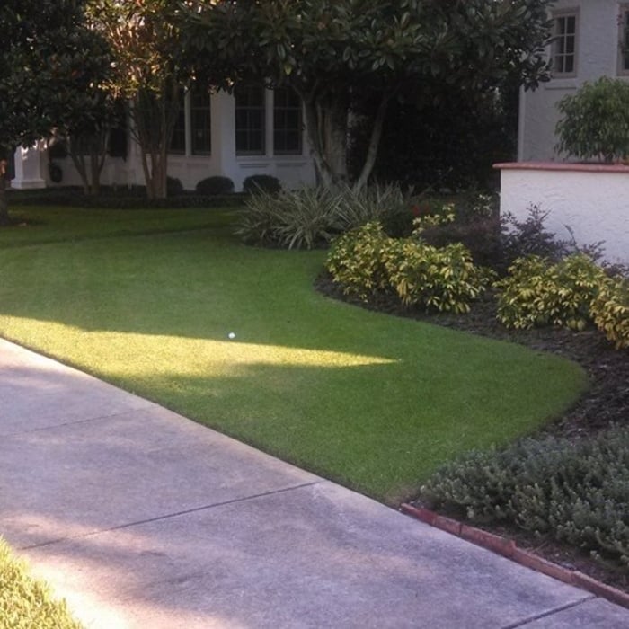 Zoysia Lawn a couple weeks into us taking over full control including Reel Mowing.