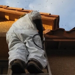Bee Removal