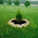Single cedar tree