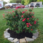 Single Rose bush