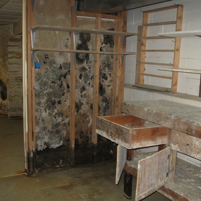 Wet basements grow mold in Phiadelphai