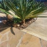Lawn projects