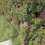 Lawn projects