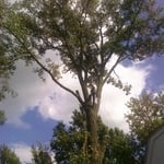Tree trimmer 70' up in backyard