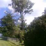 We remove several trees like this tree. This is one of many that we climb to do entire removals. We also have trimmed several trees this size and greater in the last 12 years!