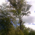 Tree removal at its best!