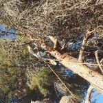 Pine Removal