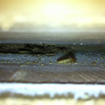 Zoom 3 Termites
