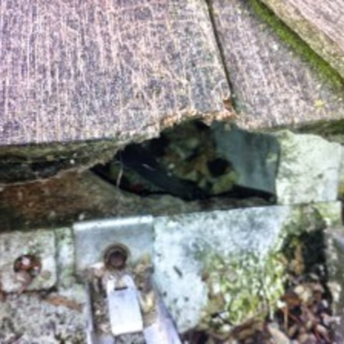 Chew Hole From Roof Rats