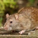 Other pests and rodents