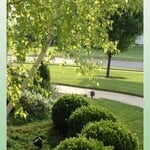 TREE AND SHRUB SERVICE