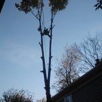 Tree Removal