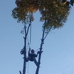 Tree Removal