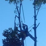 Tree Removal