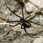 Black Widow