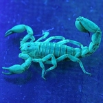 Bark Scorpion